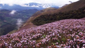 Neelakurinj flowers munnar