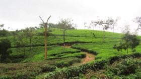 Wayanad Hills