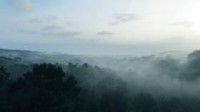 Misty Wayanad