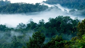 Mist covered nelliyampathy