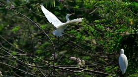 Kumarakom Bird