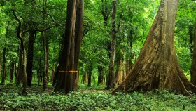 Cannoli plot teak forest