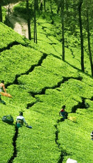 farm tourism license in kerala