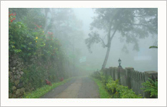 Whispering Meadows,Munnar,Kerala,India