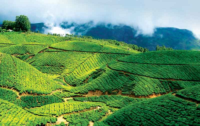 Kerala Greenary Package