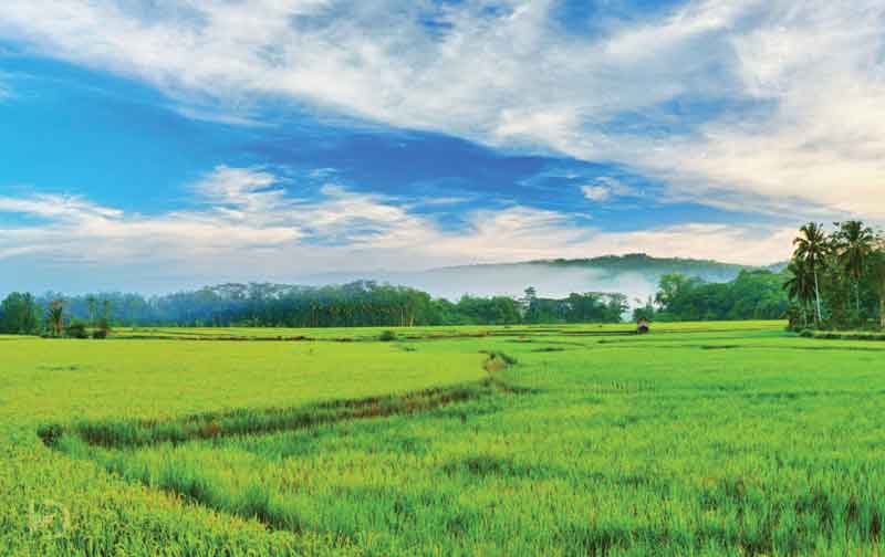 Kerala Greenery Package