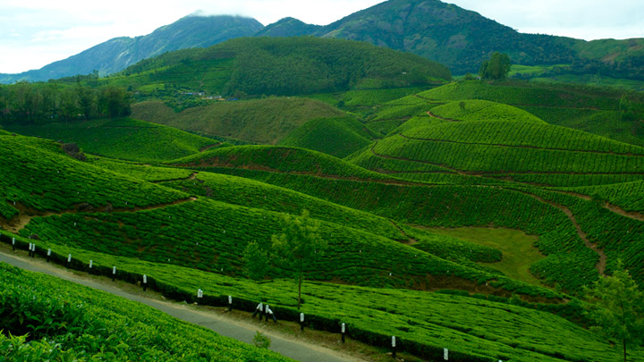 Devikulam hill station