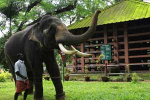 Elephant centre