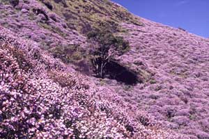 Neelakurinji flowers 