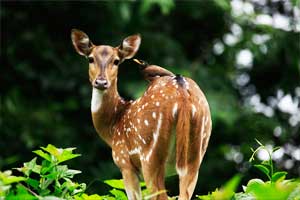 Parambikulam Wildlife Sanctuary palakkad