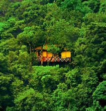 Vythiri Tree house wayanad