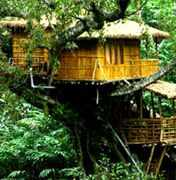 Shola Periyar Tree house Thekkady