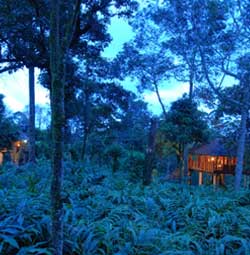 Carmelia Haven Treehouse resorts thekkady