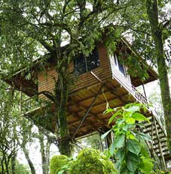 Nature Zone Treehouse  Munnar