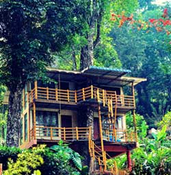 Jungle Jive Treehouse  Munnar