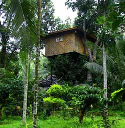 Hiliya Resort Treehouse wayanad