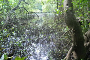 Mangalavanam Bird Sanctuary