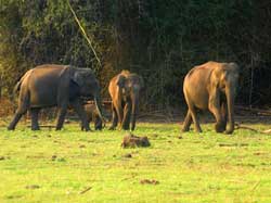 Kerala Wild Life destination - Kerala Travels